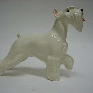 Шнауцер белый